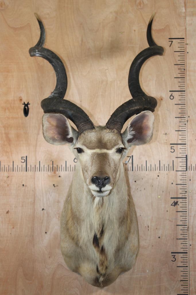 Big KUDU Shoulder Mount: Big KUDU Shoulder Mount. The Left Horn measures 54 3/8" and the Right Horn measures 54.75" around the Spiral Ridge. The Horns have a slight wiggle, otherwise it is in Good Condition. TAXIDERMY 