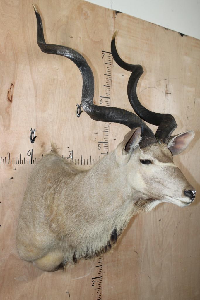 Big KUDU Shoulder Mount - 2