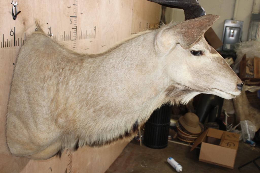 Big KUDU Shoulder Mount - 6