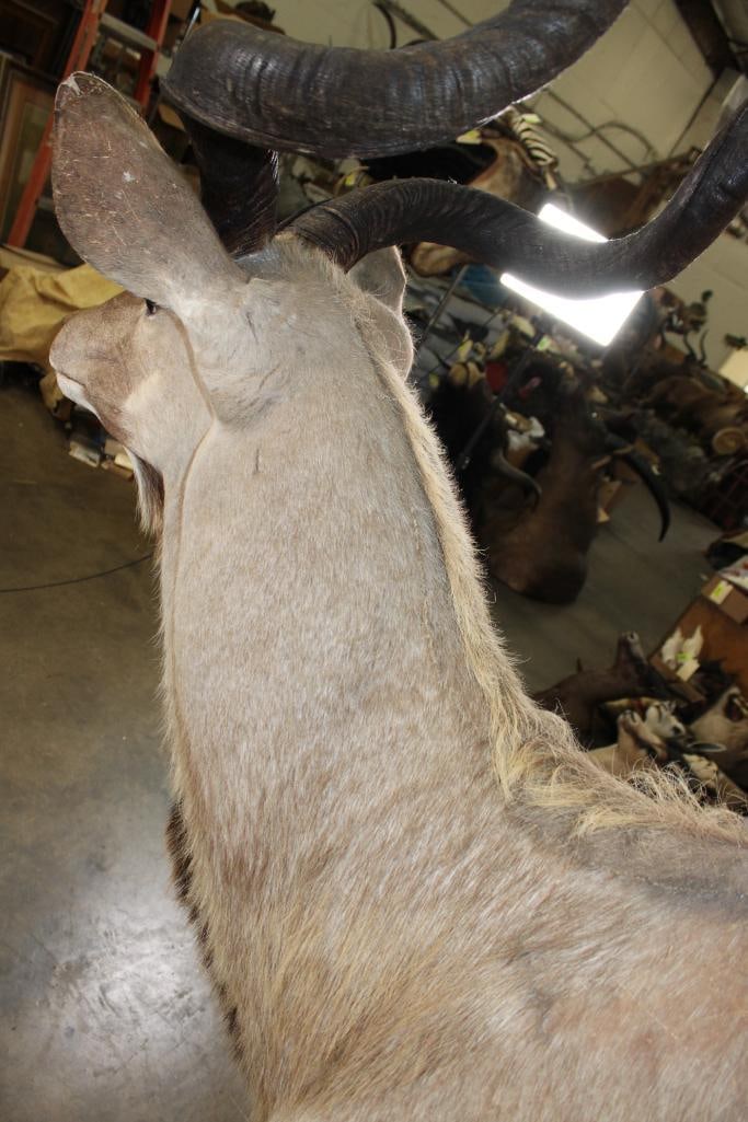 Big KUDU Shoulder Mount - 7