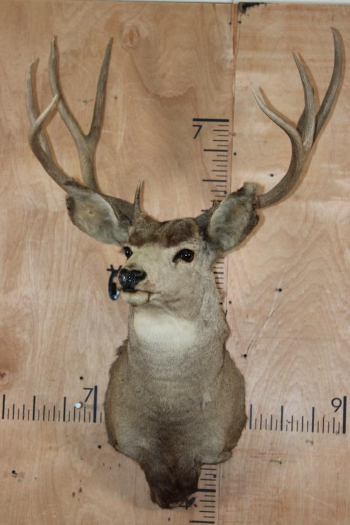 9-Point MULE DEER Shoulder Mount - 2
