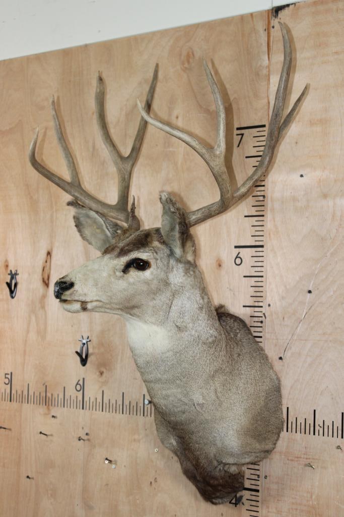 9-Point MULE DEER Shoulder Mount - 3