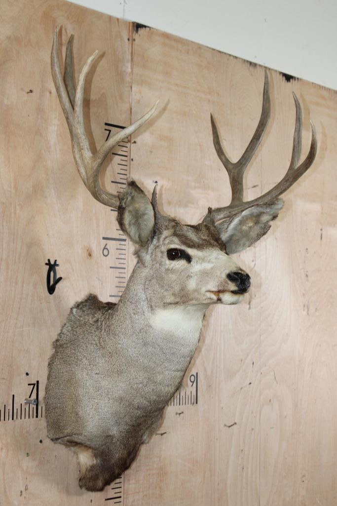 9-Point MULE DEER Shoulder Mount - 4