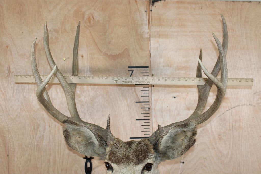 9-Point MULE DEER Shoulder Mount - 7