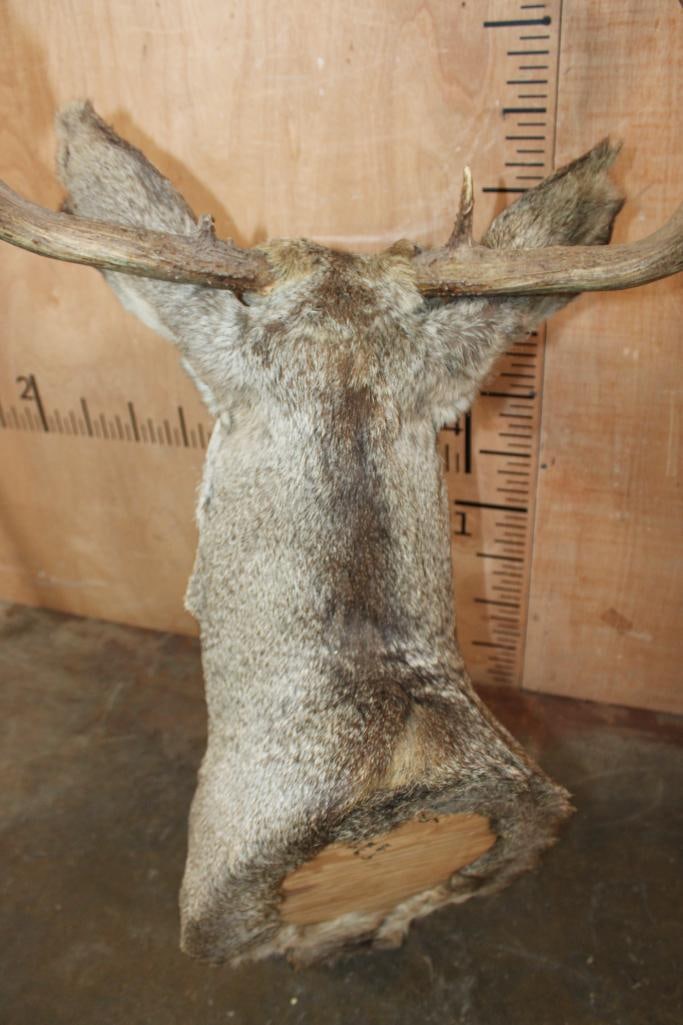 9-Point MULE DEER Shoulder Mount - 8