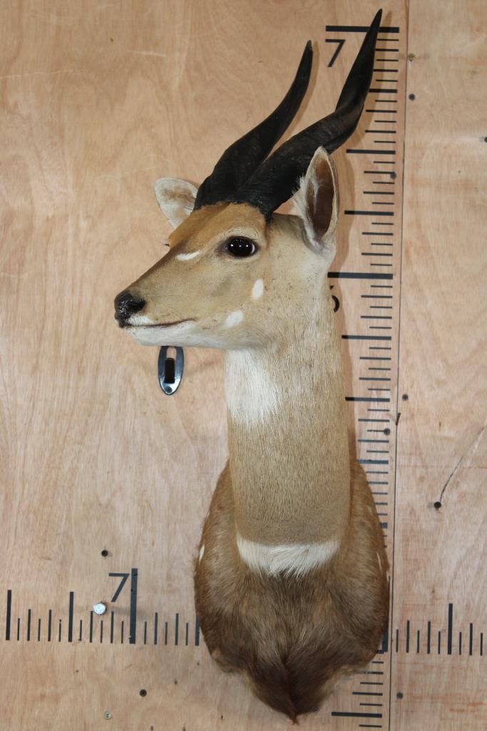 BUSHBUCK Shoulder Mount with Heavy Horns - 2
