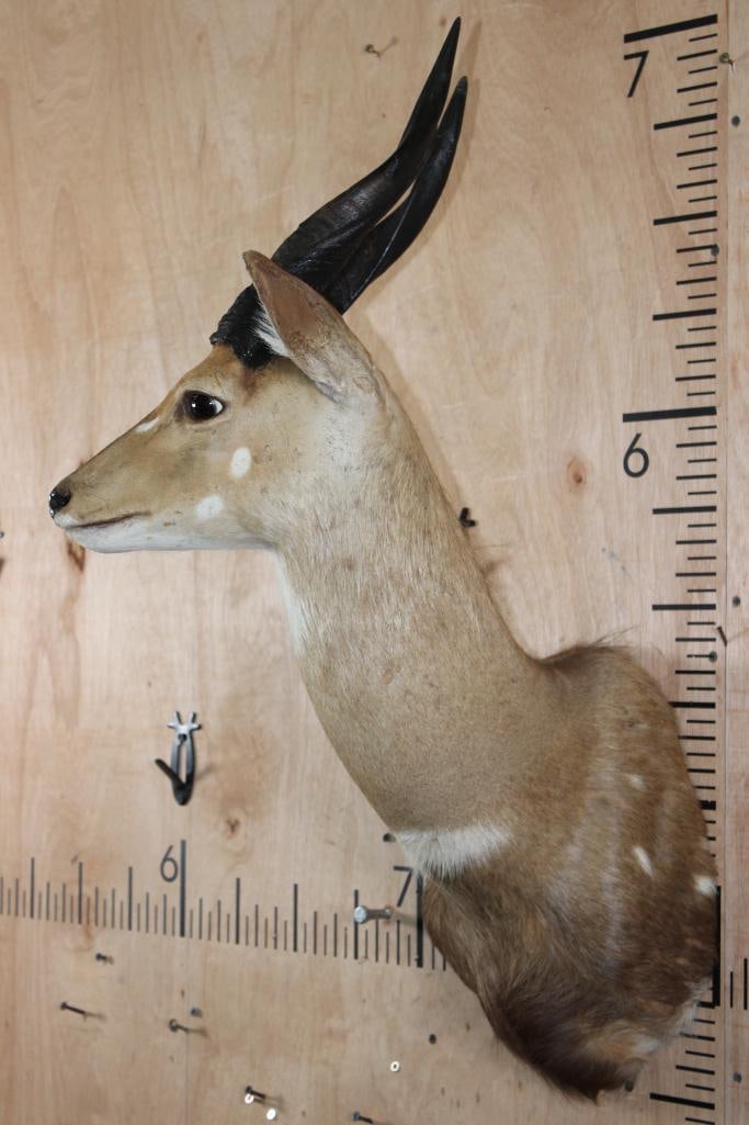 BUSHBUCK Shoulder Mount with Heavy Horns - 3