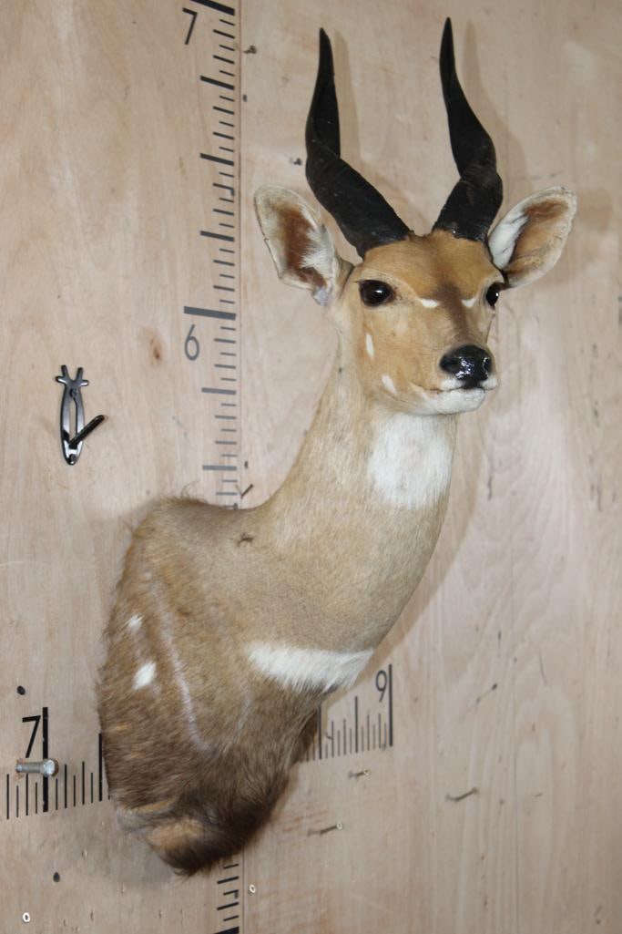 BUSHBUCK Shoulder Mount with Heavy Horns - 4