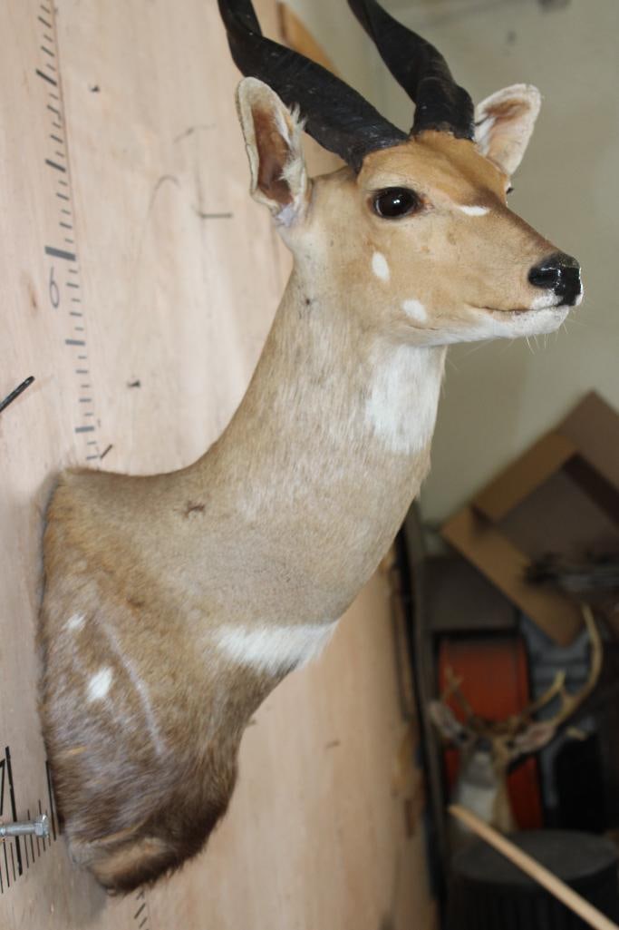BUSHBUCK Shoulder Mount with Heavy Horns - 5