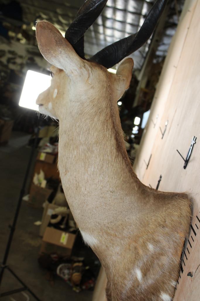 BUSHBUCK Shoulder Mount with Heavy Horns - 6