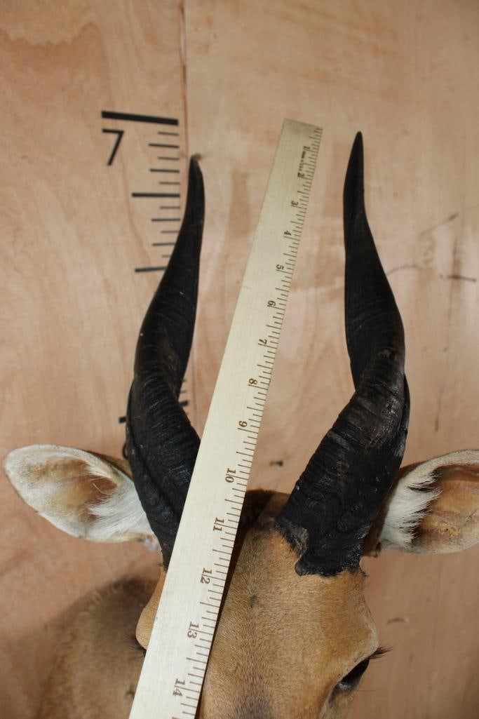 BUSHBUCK Shoulder Mount with Heavy Horns - 7