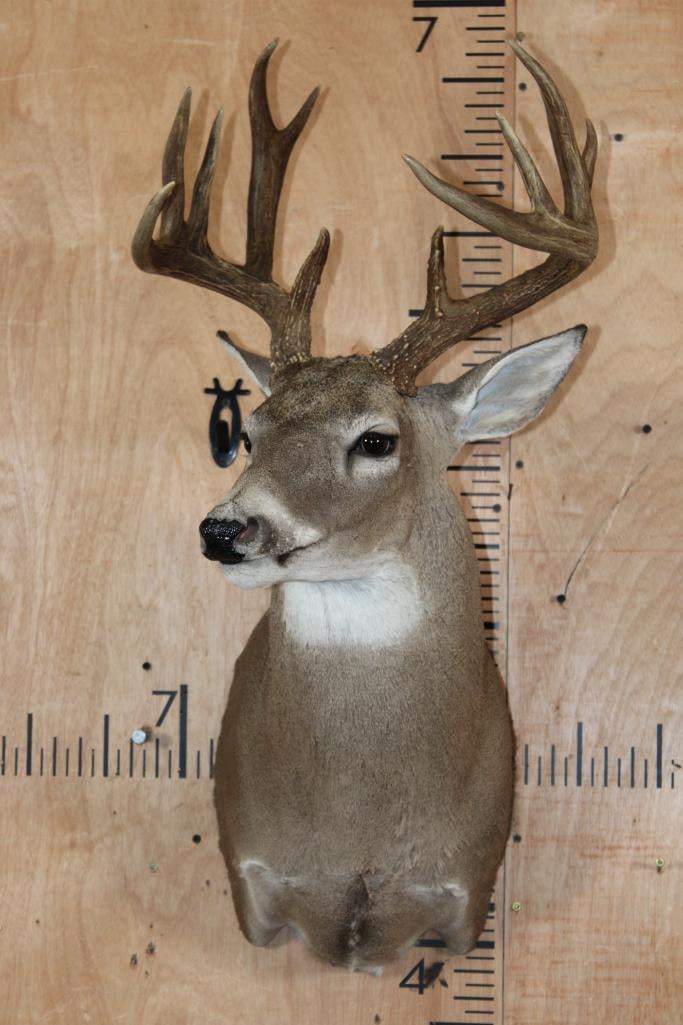 13-Point WHITETAIL DEER Shoulder Mount - 2