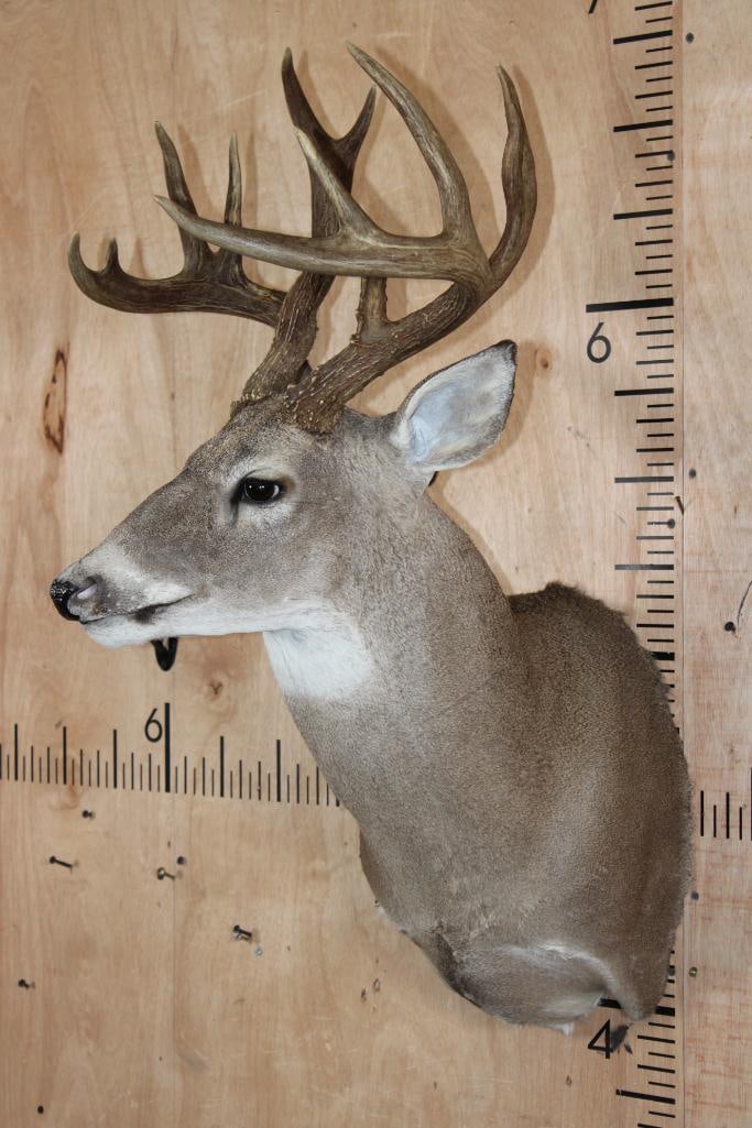 13-Point WHITETAIL DEER Shoulder Mount - 3