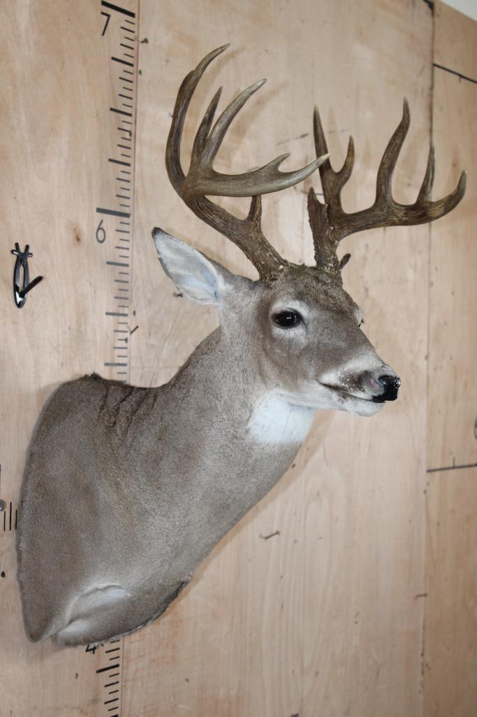 13-Point WHITETAIL DEER Shoulder Mount - 4