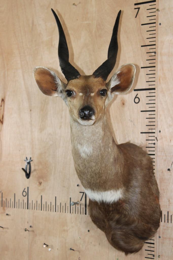 BUSHBUCK Shoulder Mount: Newer BUSHBUCK Shoulder Mount. It has some minor blemishes, easy paint touch-ups needed. TAXIDERMY 