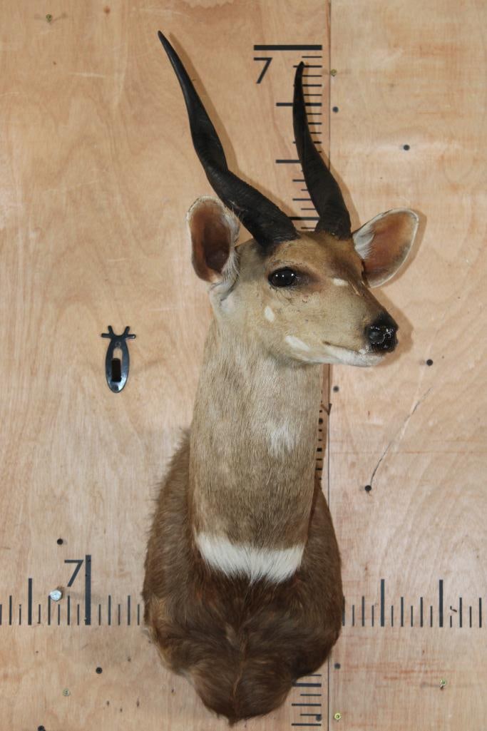 BUSHBUCK Shoulder Mount - 2