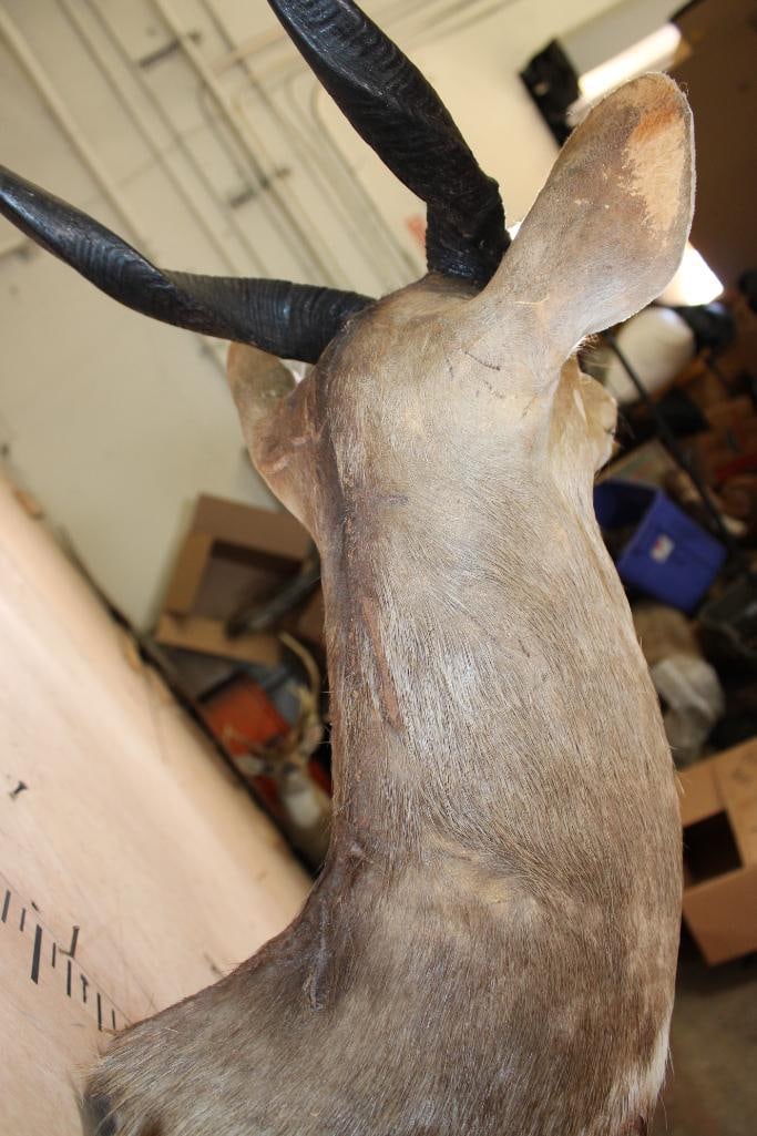 BUSHBUCK Shoulder Mount - 8