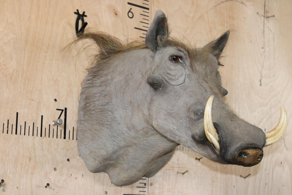 WARTHOG Shoulder Mount - 2