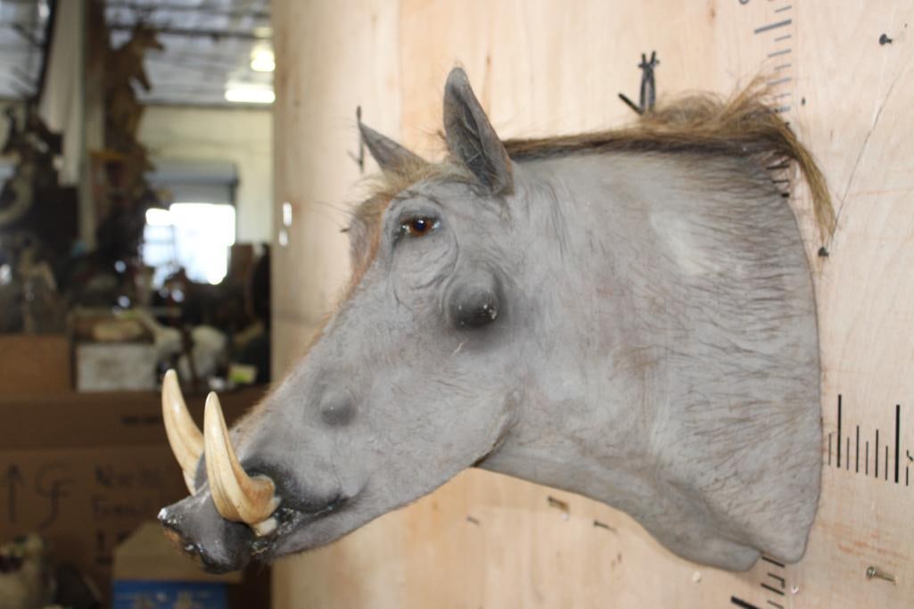 WARTHOG Shoulder Mount - 4