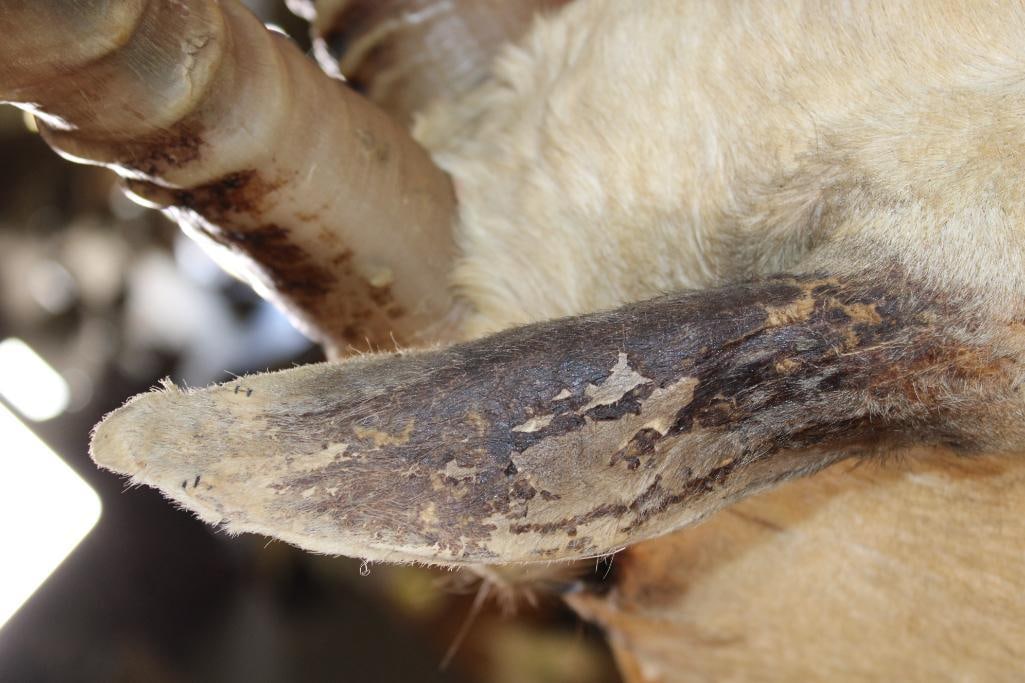 Big White BLESBOK Shoulder Mount - 7