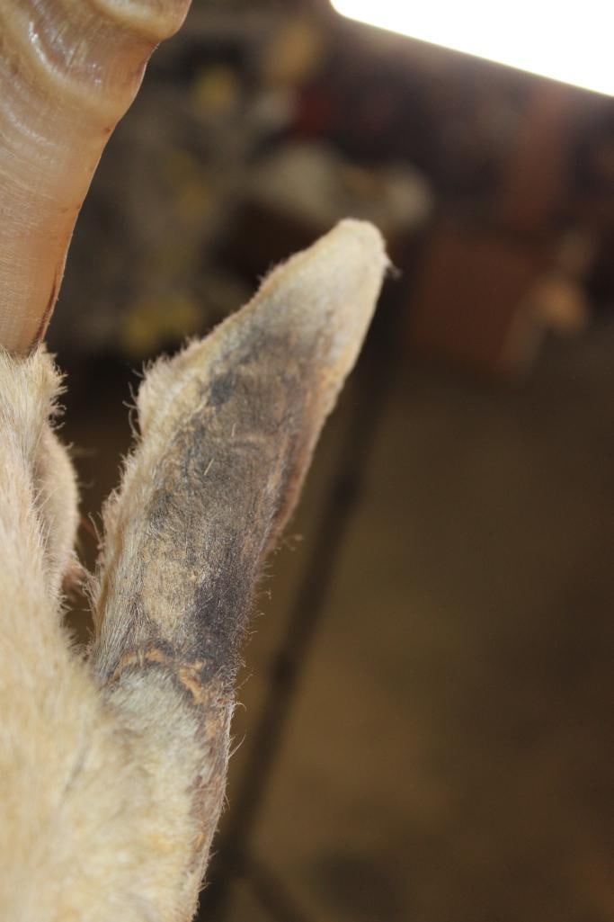 Big White BLESBOK Shoulder Mount - 8