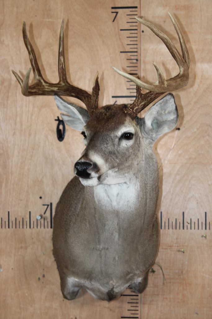 10-Point WHITETAIL DEER Shoulder Mount - 2