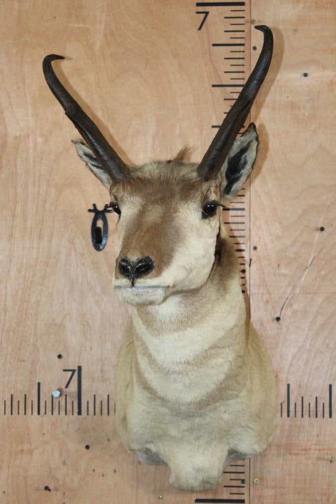 PRONGHORN Shoulder Mount - 2
