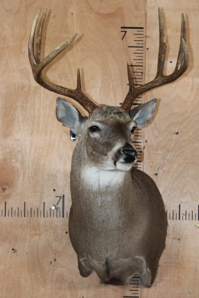 8-Point WHITETAIL DEER Shoulder Mount - 2