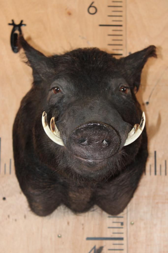 WILD HOG or WILD BOAR Shoulder Mount (1 of 5)