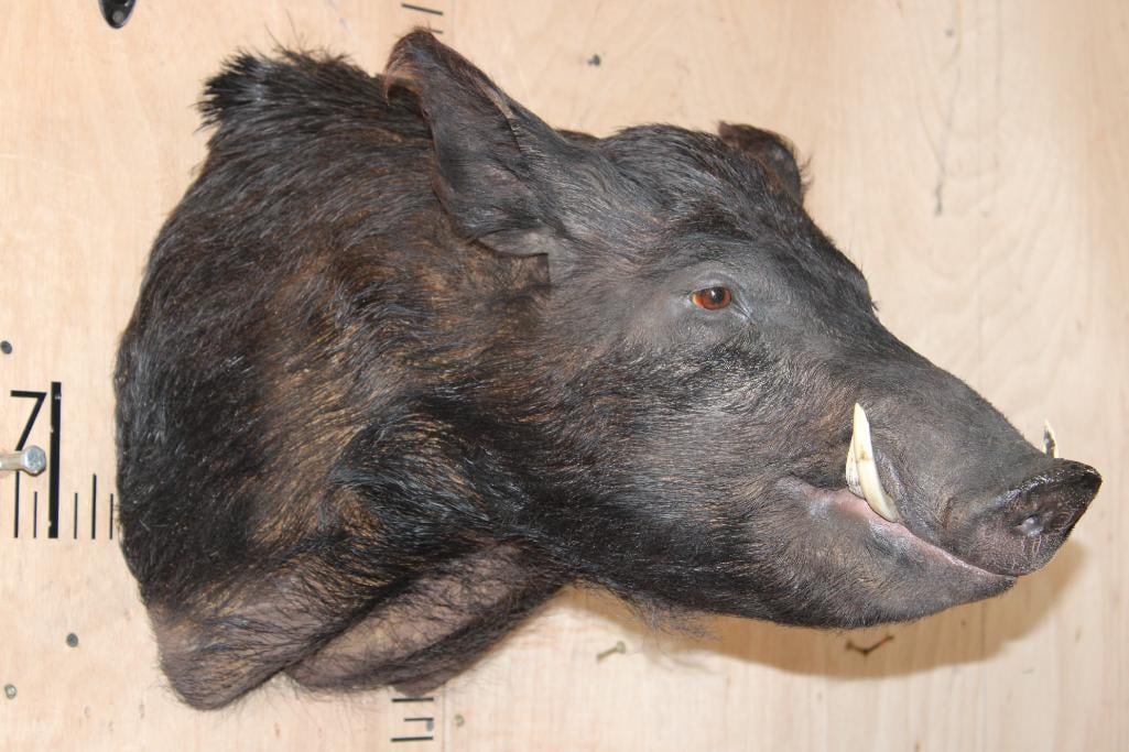 WILD HOG or WILD BOAR Shoulder Mount - 2