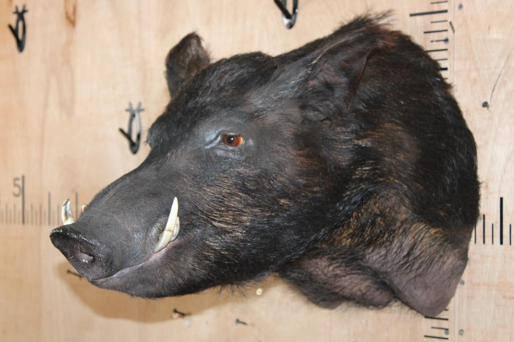 WILD HOG or WILD BOAR Shoulder Mount - 3