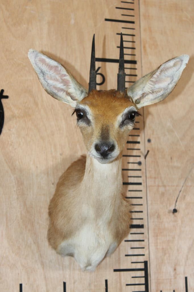 STEENBOK Shoulder Mount: Very Nice, Clean, and Newer STEENBOK Shoulder Mount. The Horns measure 4 1/8" Long. It is in Very Good Condition. TAXIDERMY 