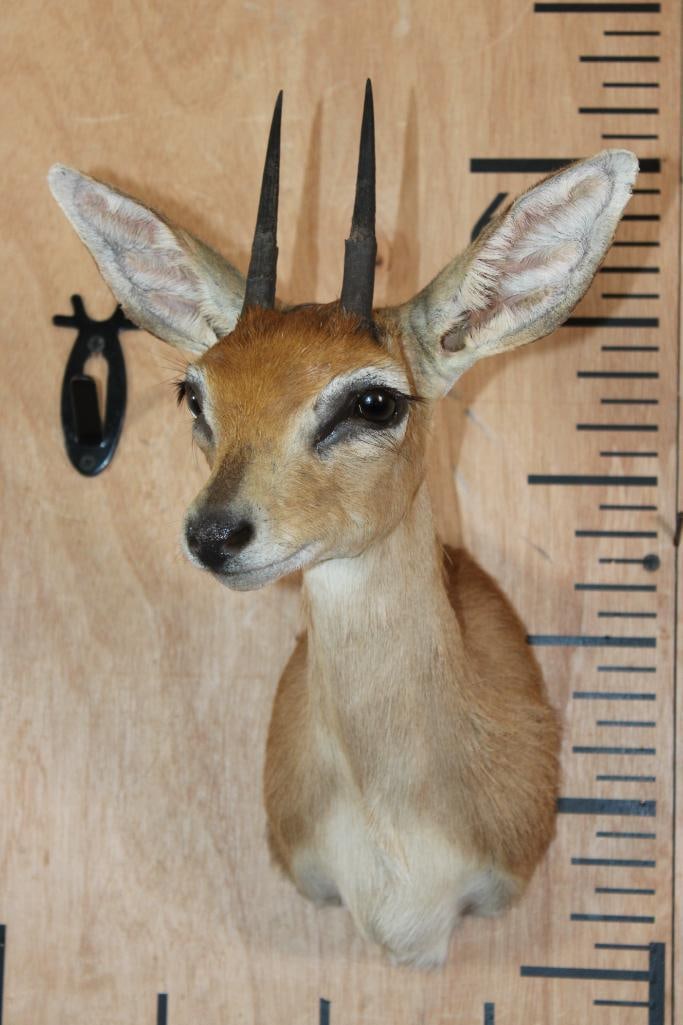 STEENBOK Shoulder Mount - 2