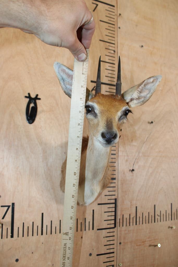 STEENBOK Shoulder Mount - 5