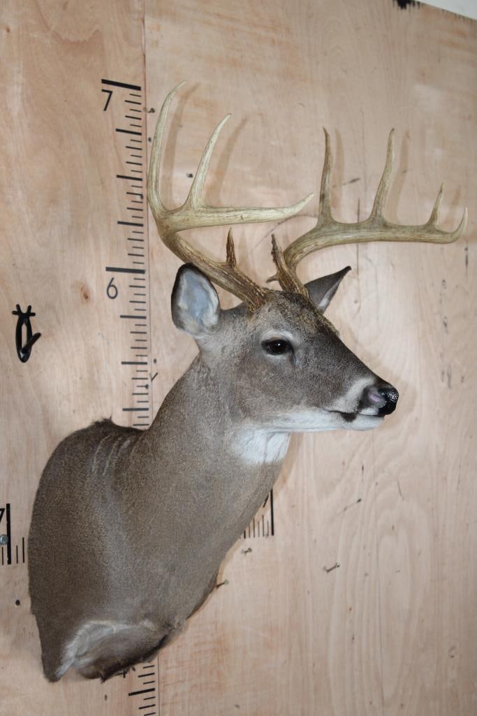 10-Point WHITETAIL DEER Shoulder Mount - 2