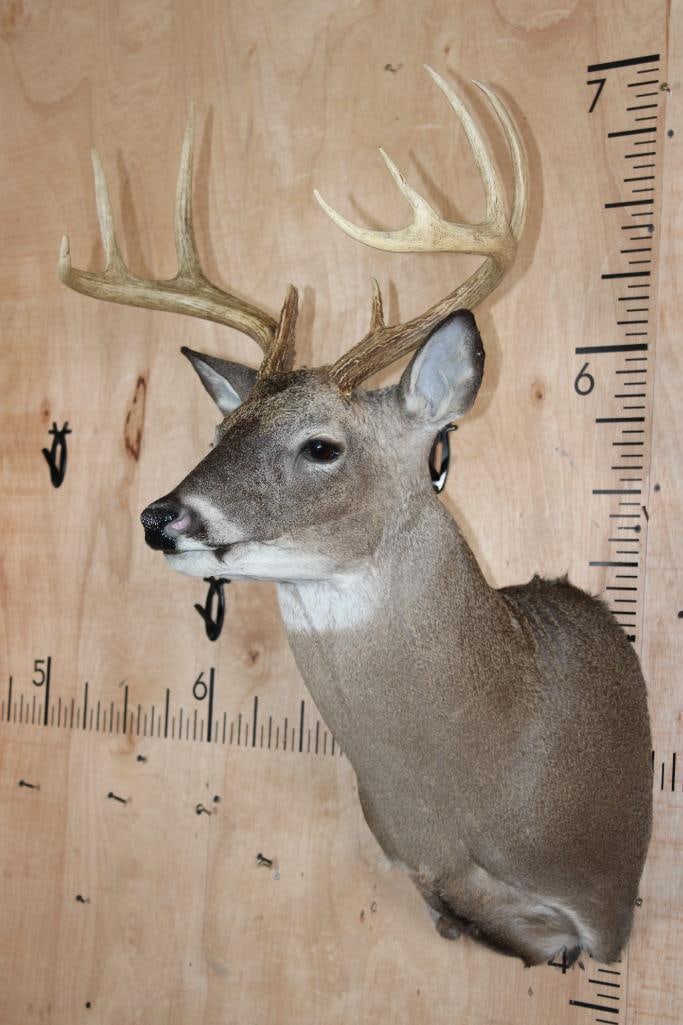 10-Point WHITETAIL DEER Shoulder Mount - 3