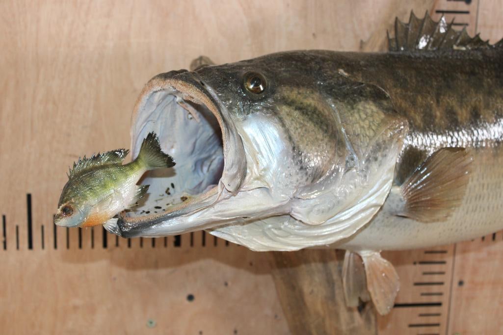 Big *Real Skin* BASS Eating a "Real Skin" BLUEGILL on Driftwood - 2