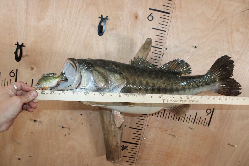 Big *Real Skin* BASS Eating a "Real Skin" BLUEGILL on Driftwood - 6
