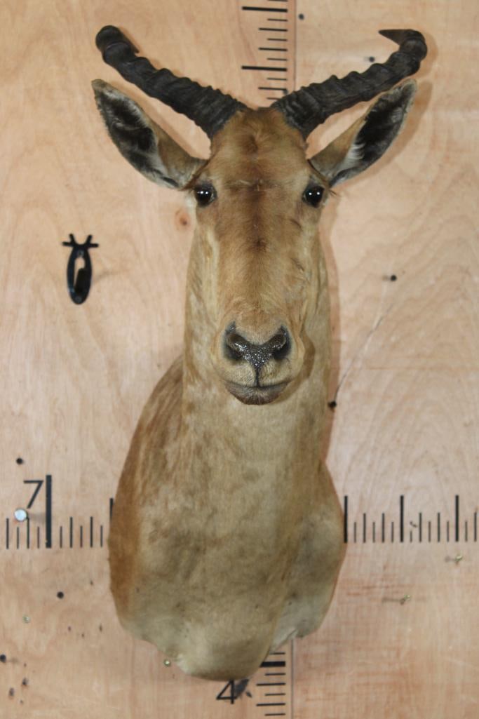 COKE'S HARTEBEEST Shoulder Mount: COKE'S HARTEBEEST Shoulder Mount. This is an older mount in Very Good Condition. TAXIDERMY 