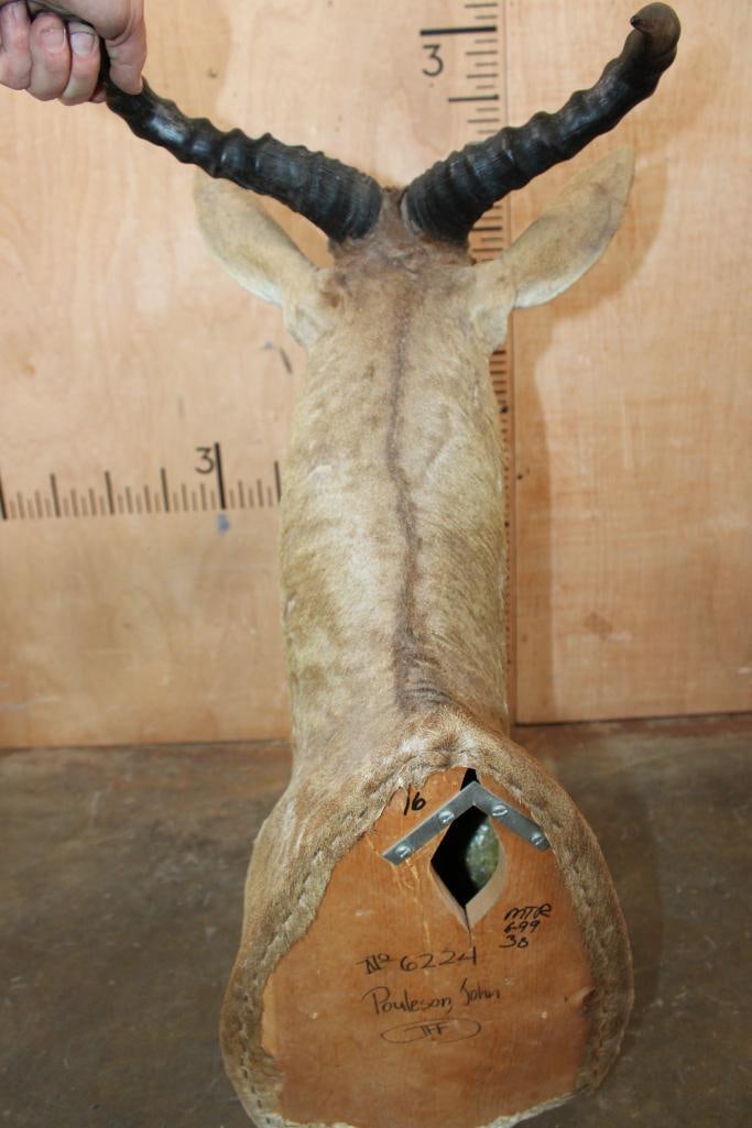 COKE'S HARTEBEEST Shoulder Mount - 5