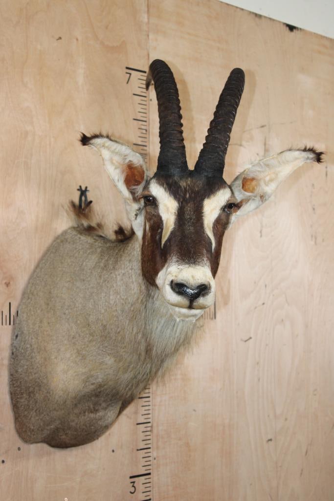 ROAN Shoulder Mount - 2