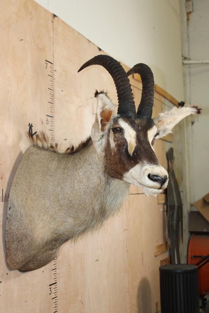 ROAN Shoulder Mount - 3