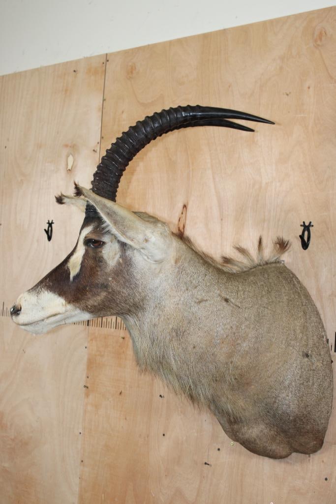 ROAN Shoulder Mount - 4