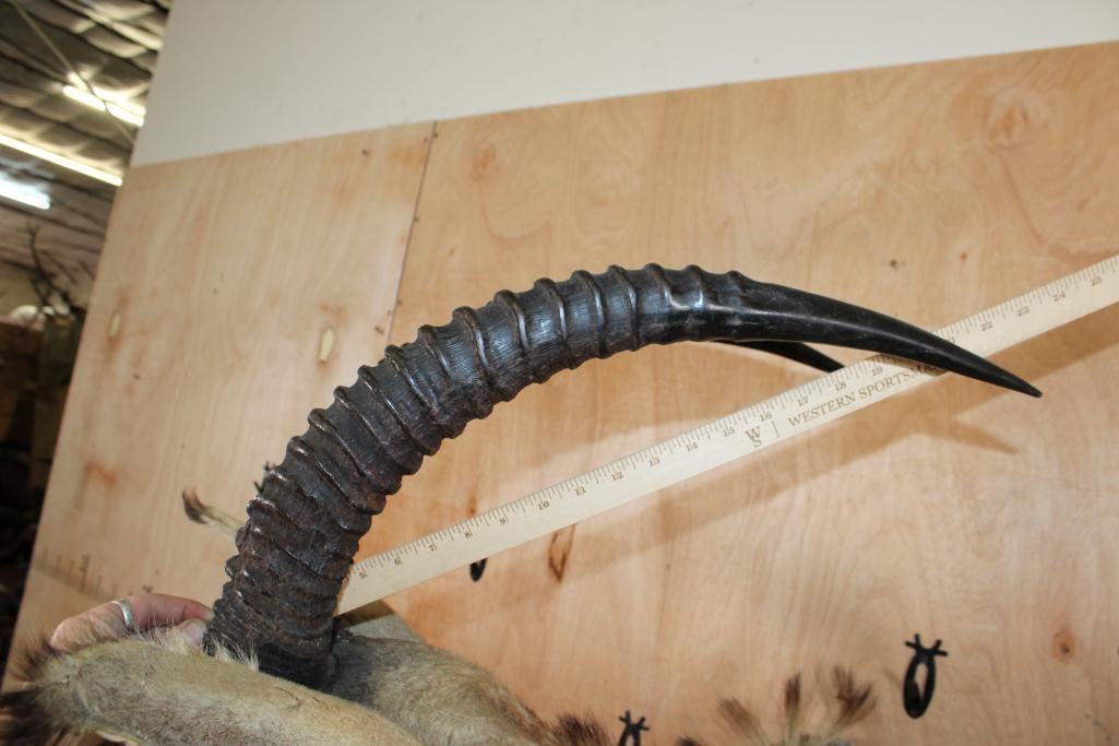 ROAN Shoulder Mount - 6