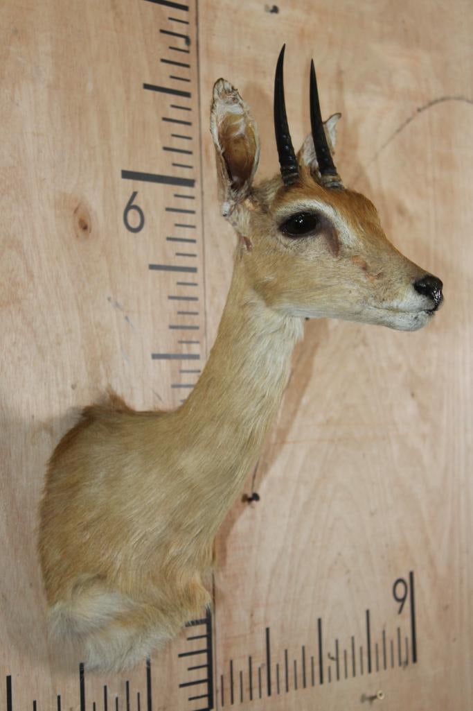 ORIBI Shoulder Mount - 2