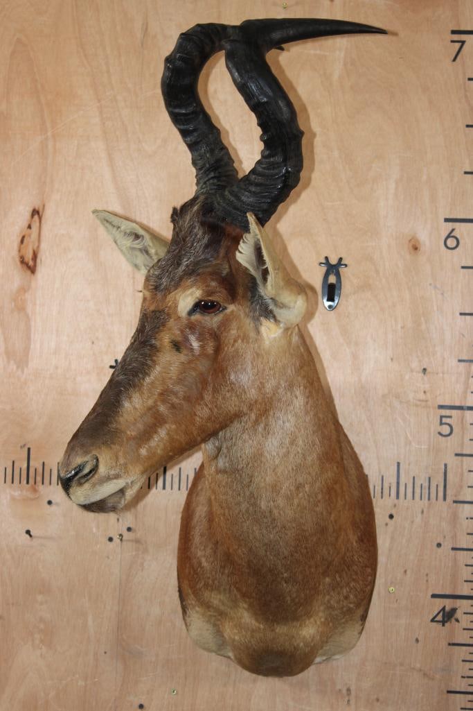RED HARTEBEEST Shoulder Mount - 2