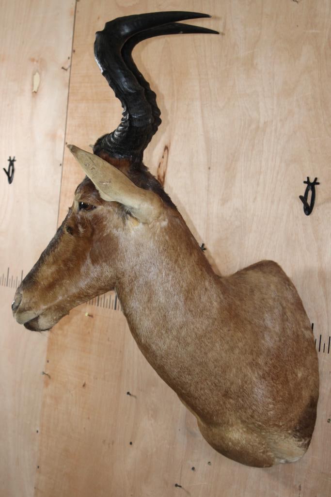 RED HARTEBEEST Shoulder Mount - 3