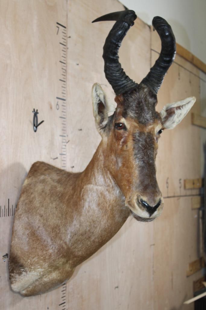 RED HARTEBEEST Shoulder Mount - 4