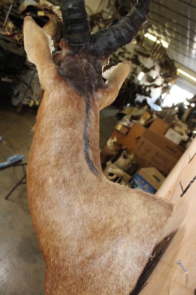 RED HARTEBEEST Shoulder Mount - 5