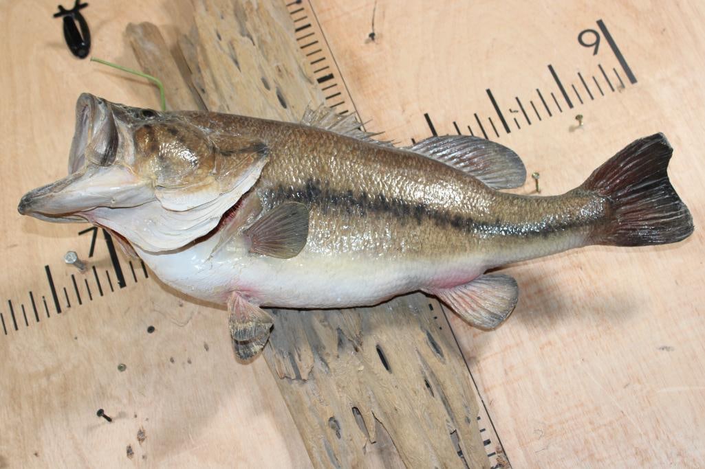 *Real Skin* BASS Mounted on Driftwood - 2